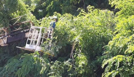 Tehlike arz eden ağaçlar budanacak: Haspolat Ağıllar ve Levent Çiftliği’nde elektrik kesintisi