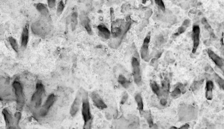 Avustralya’daki bir okulda 66 dinozor ayak izi keşfedildi