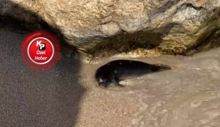 Sarpten, Girne'de görülen fokla ilgili değerlendirmede bulundu: Zamanla su altı mağaralara adapte oldular