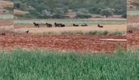 Karpaz’da eşekler tarlalara girdi, o anlar tarla sahibi tarafından görüntülendi