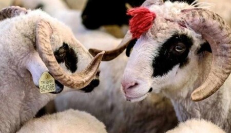 Veterinerlerden bayram öncesi uyarı: Hayvandan insana geçebilecek hastalıklara karşı dikkatli olunmalı