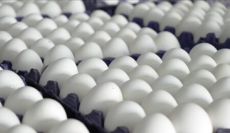 ABD'de milyonlarca yumurta salmonella şüphesiyle geri çağırıldı