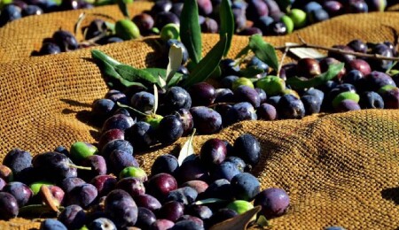 Lefke’de erkenci zeytin 19 Ağustos, yerli zeytin hasadı 2 Eylül’de