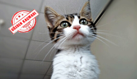 Vatandaştan ilginç talep: Kedime emar çeker misiniz?