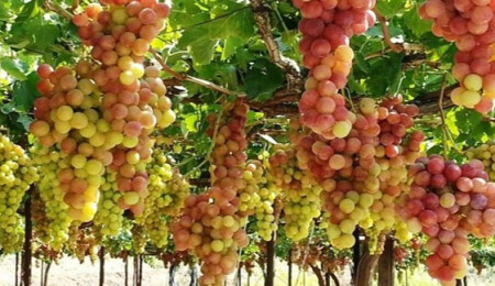 Verigo üzümde limit üstü kalıntı bulundu