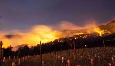 California'nın şarap üretim bölgesinde yangınlar: "10 ölü"