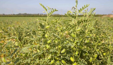 KKTC’de geniş ölçekte nohut üretimi 30 yıl aradan sonra yine başladı
