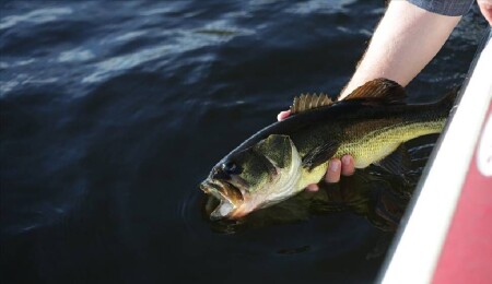 İnsan faaliyetleri tatlı su balıklarının neslini tüketiyor