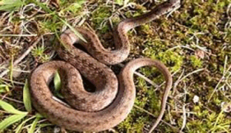 Antalya'da yaşanan sel felaketi 100 bin yılanı köye sürükledi