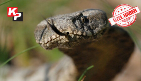 Uzmanlar, doğaya çıkanları uyarıyor: "Yılanlar uyanmaya başladı!"