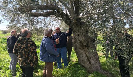 Zeytin Agaclarinda Budama Donemi Zeytin Agaclarinin Bakiminda Nasil