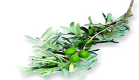 Zeytin Festivali’ne geri sayım 