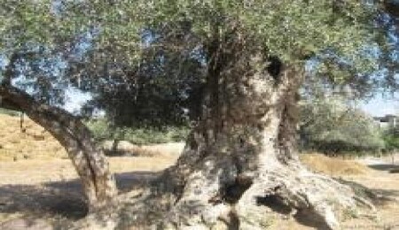 Dozerle 14 zeytin ağacını söken şahıs yakalandı