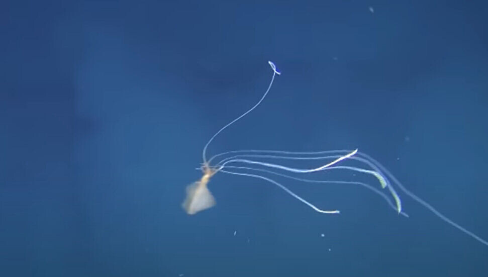 Küresel ısınma okyanuslardaki alacakaranlık kuşağını tehdit ediyor