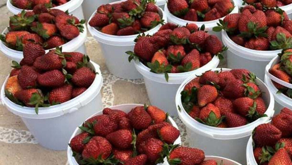 13. Geleneksel Çilek Güzellik Yarışması 1 Mayısta