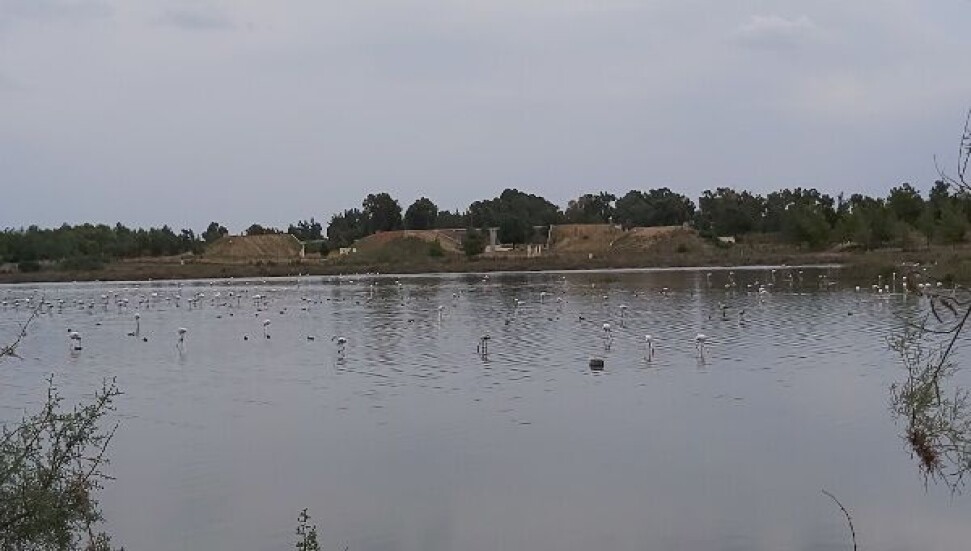 Yeşil Barış Hareketi: “Sulak alanlar restore edilmeli akıllıca kullanılmalı"