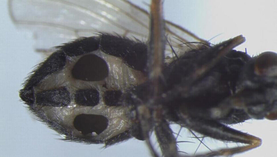 Bilim insanları sinekleri "zombileştiren" iki mantar türü keşfetti