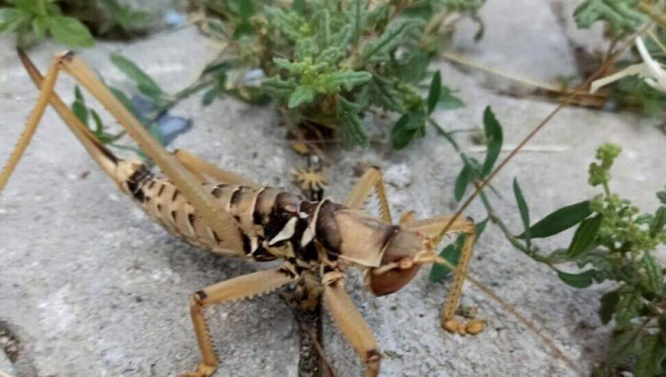 Dev çekirge 'Çağaboğan' Tunceli'de görüntülendi