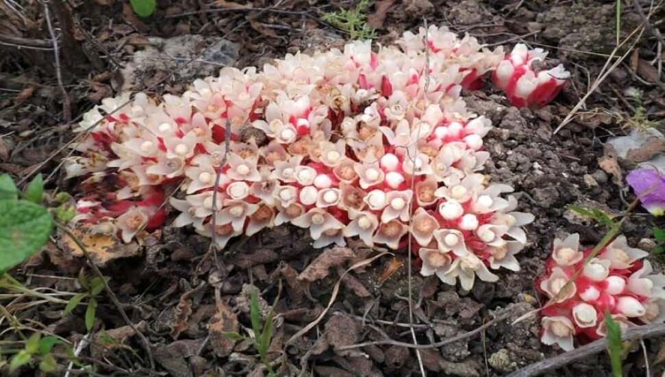 Yer narı çiçek açtı