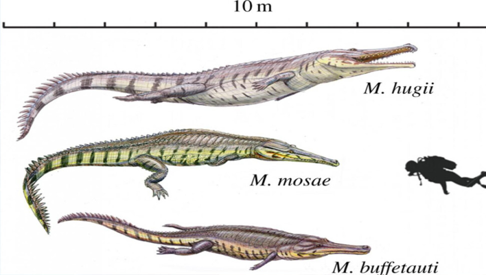 Eskiden timsahlar yunus ve balinalara özeniyormuş