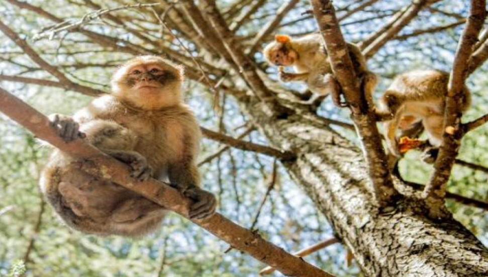 Dil yetimizin kökeni en az 25 milyon yıllık