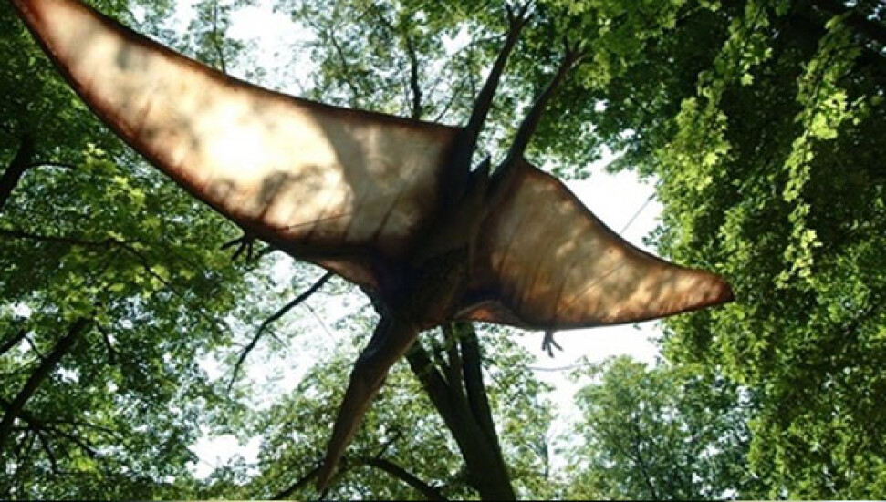 ABD'de yeni bir uçan dinozor türü keşfedildi