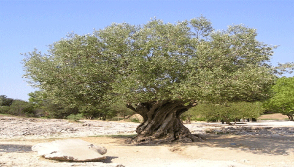 Peyzaj Mimarları Odası: "Kamusal alanlarda gölge etkisi sağlayan ağaçlar artırılmalı"
