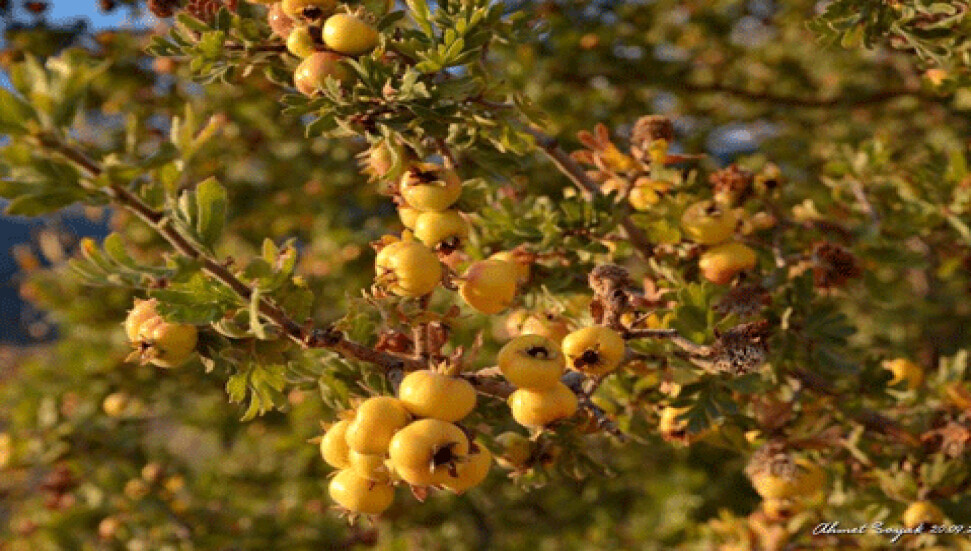 Kendisi küçük anlamı büyük