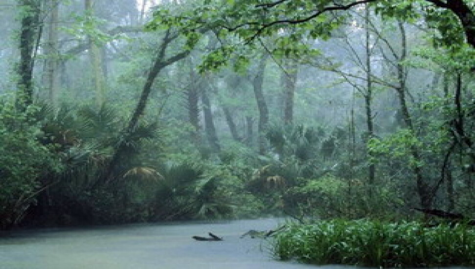 Amazon ormanları yok ediliyor