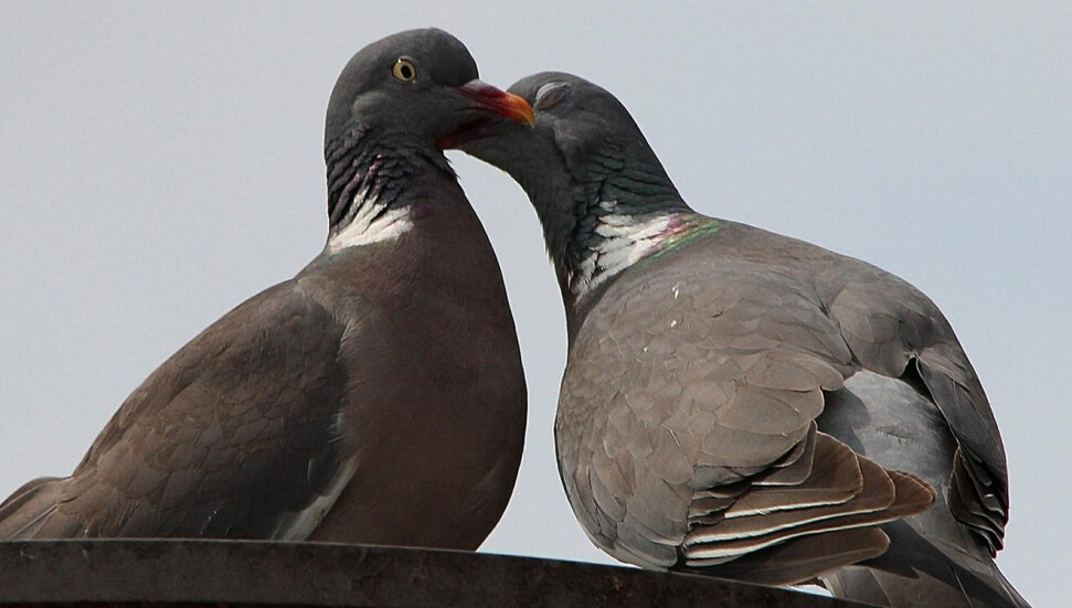 Bilim insanları sonunda flörtün altın kurallarını araştırdı