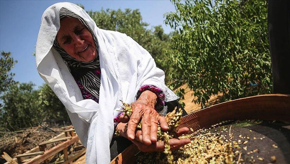 Gazze'de ramazan sofralarını süsleyen lezzet 'firik'