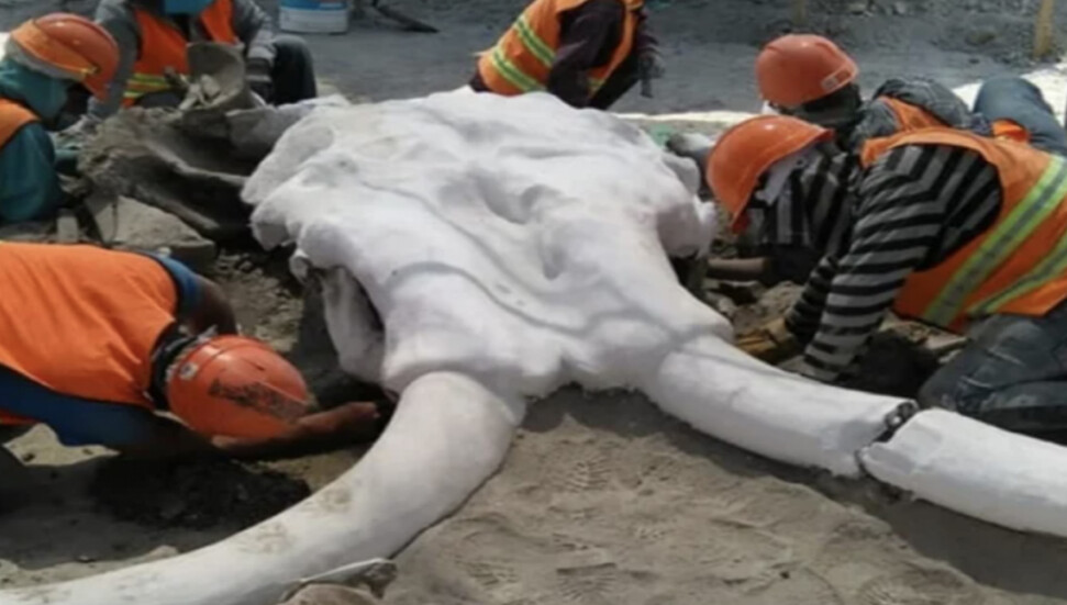 Sibiryalı çobanlar, çok iyi korunmuş tüylü mamut iskeleti keşfetti