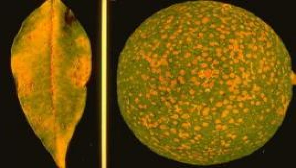 Turunçgil yetiştiriciliğinde "kabuklubit" ve "koşnil" ana zararlı konumunda