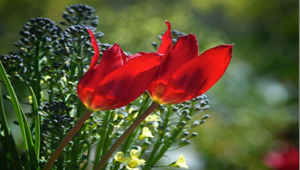 Geleneksel Tepebaşı Lale Festivali yapılıyor