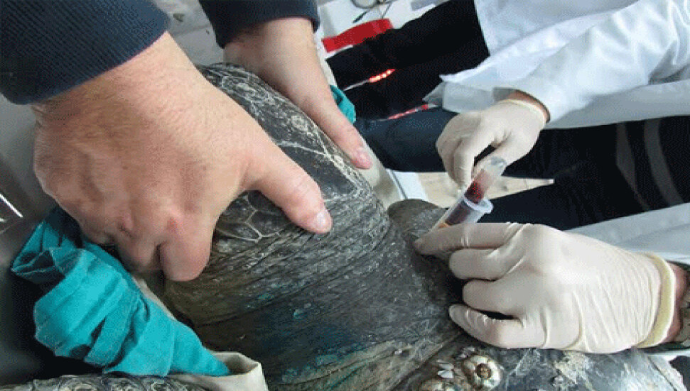 Dev Yeşil Kaplumbağa'nın tedavisi YDÜ Hayvan Hastanesi'nde devam ediyor