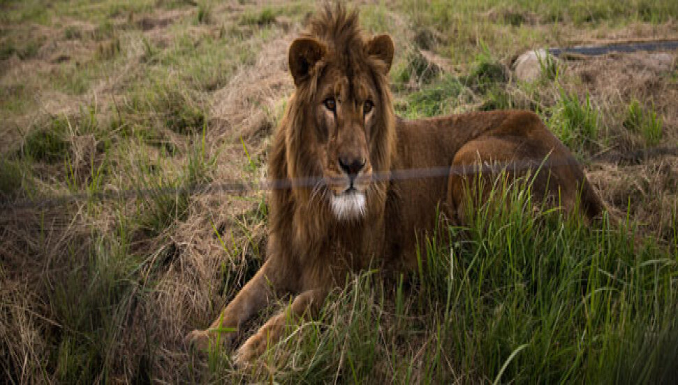 Hindistan'da vahşi hayvanlar 79 kişiyi öldürdü