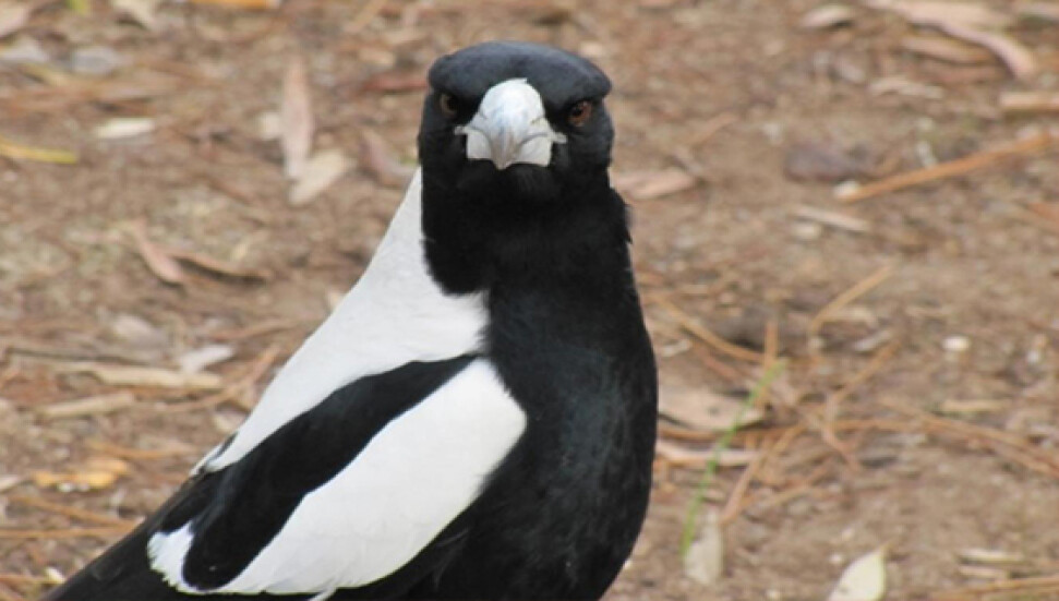 Avustralya'da insanlara saldıran saksağan öldürüldü   
