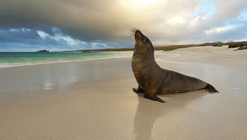 Baf sahilinde fok balığı