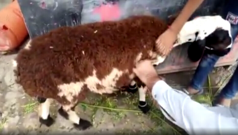 Üzerine koyun yünü yapıştırılan keçiyi kurbanlık koyun diye sattılar