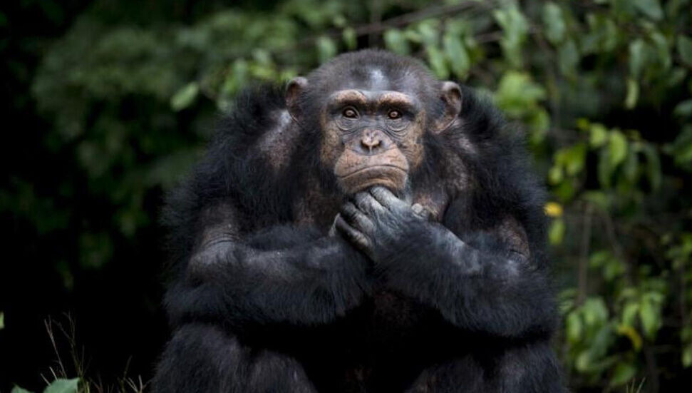 Şempanzeler günde en az 1 bardak bira miktarında alkol tüketiyor