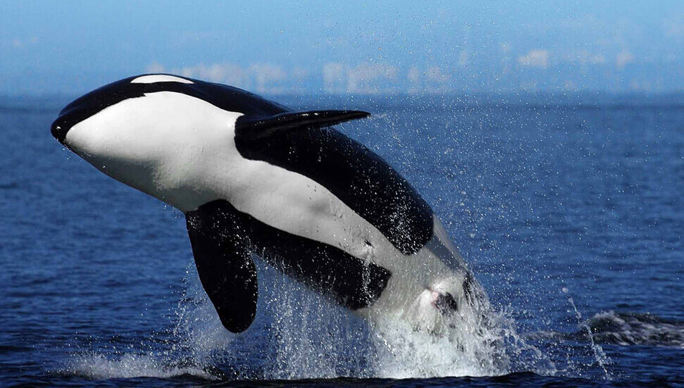 Katil balina Lolita, 50 yılı aşkın esaretin ardından özgürlüğüne kavuşmaya hazırlanıyor