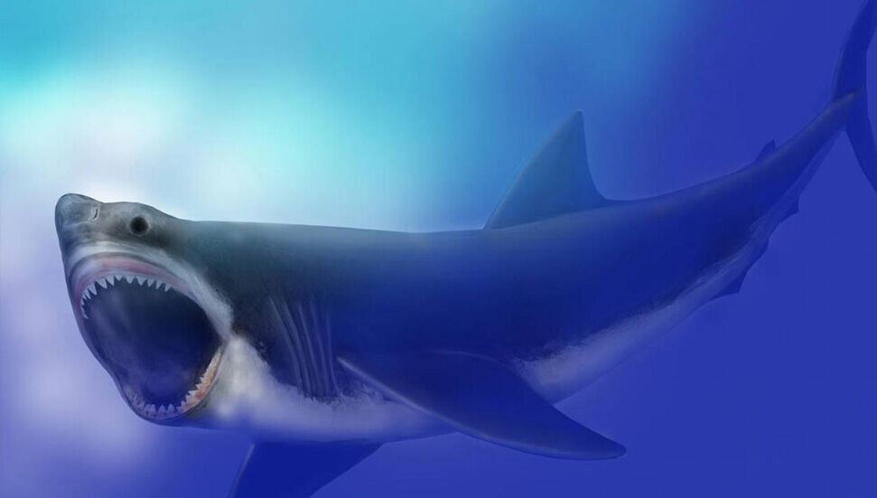 Gelmiş geçmiş en büyük köpekbalığının hassas noktası ortaya çıktı