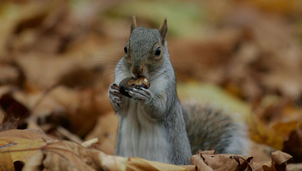 AB’den istilacı bitki ve hayvan türleri uyarısı