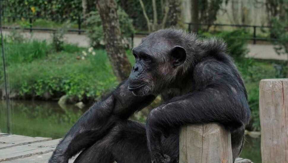 ABD'deki elektrik kesintisi nedeniyle çok sayıda şempanze ve maymun öldü