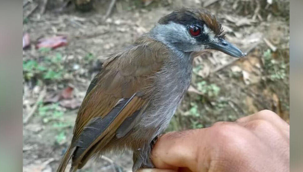 170 yıl önce soyu tükendiği sanılan kuş, Endonezya'da yeniden görüldü