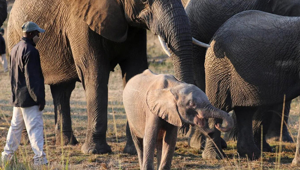 Kaçak avcıların tuzağıyla ölümden dönen albino fil zoru başarıp hayatta kaldı