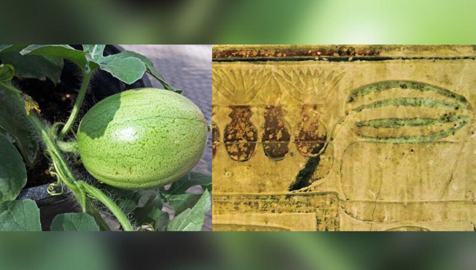 Bilim insanları karpuzun nereden geldiğini keşfetti