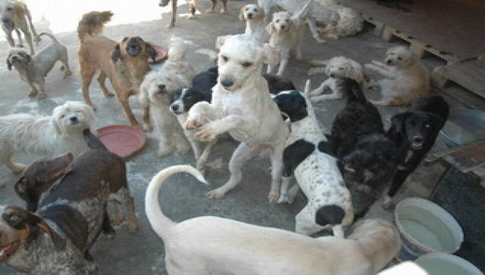 Yılbaşında hayvanlar da düşünüldü