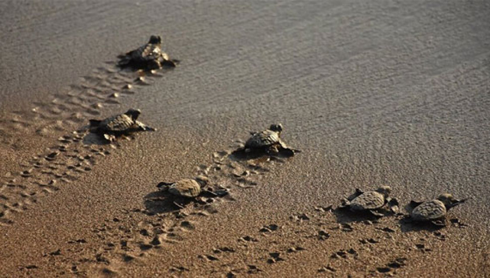 Belek'te 2 milyon caretta caretta yumurtası koruma altına alındı, 850 bin yavru denizle buluştu
