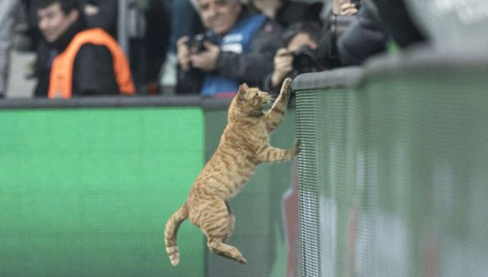 Beşiktaş - Bayern Münih maçına giren kedi İngiliz basının ve sosyal medyanın gündeminde